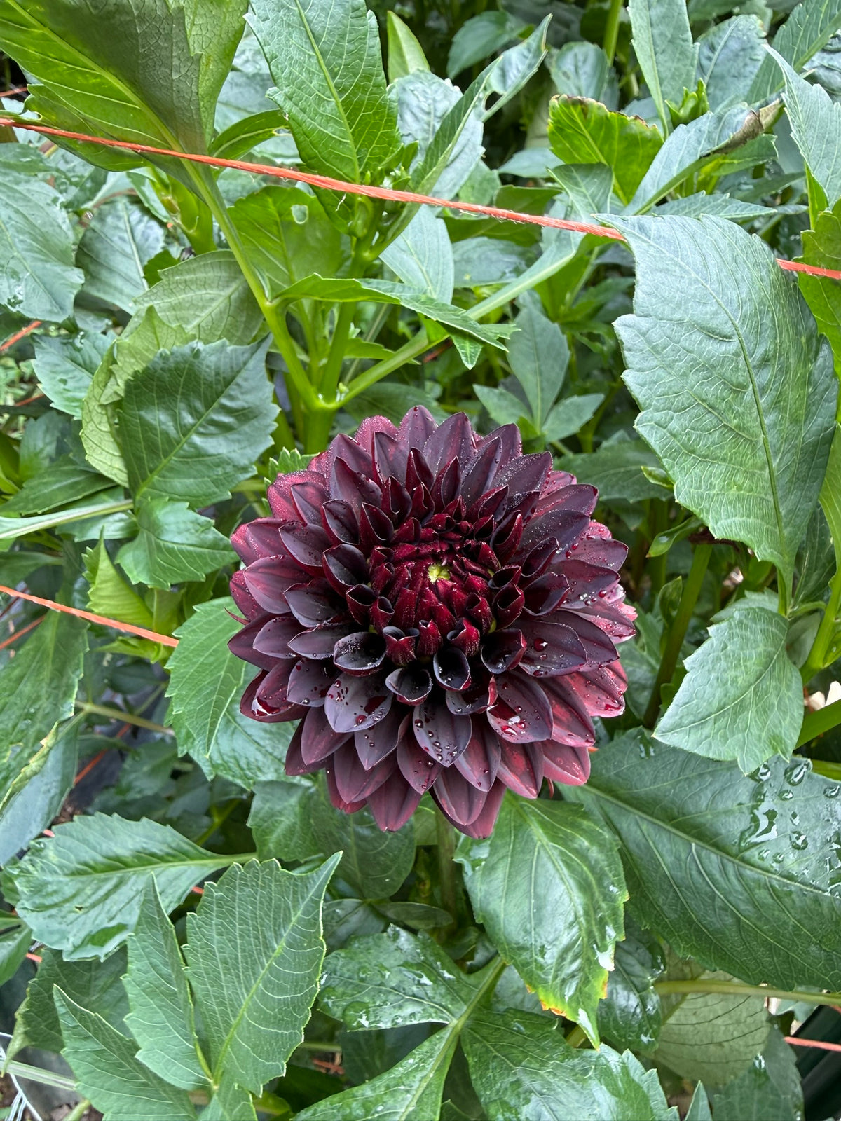 Czarny Charakter Dahlia Tuber