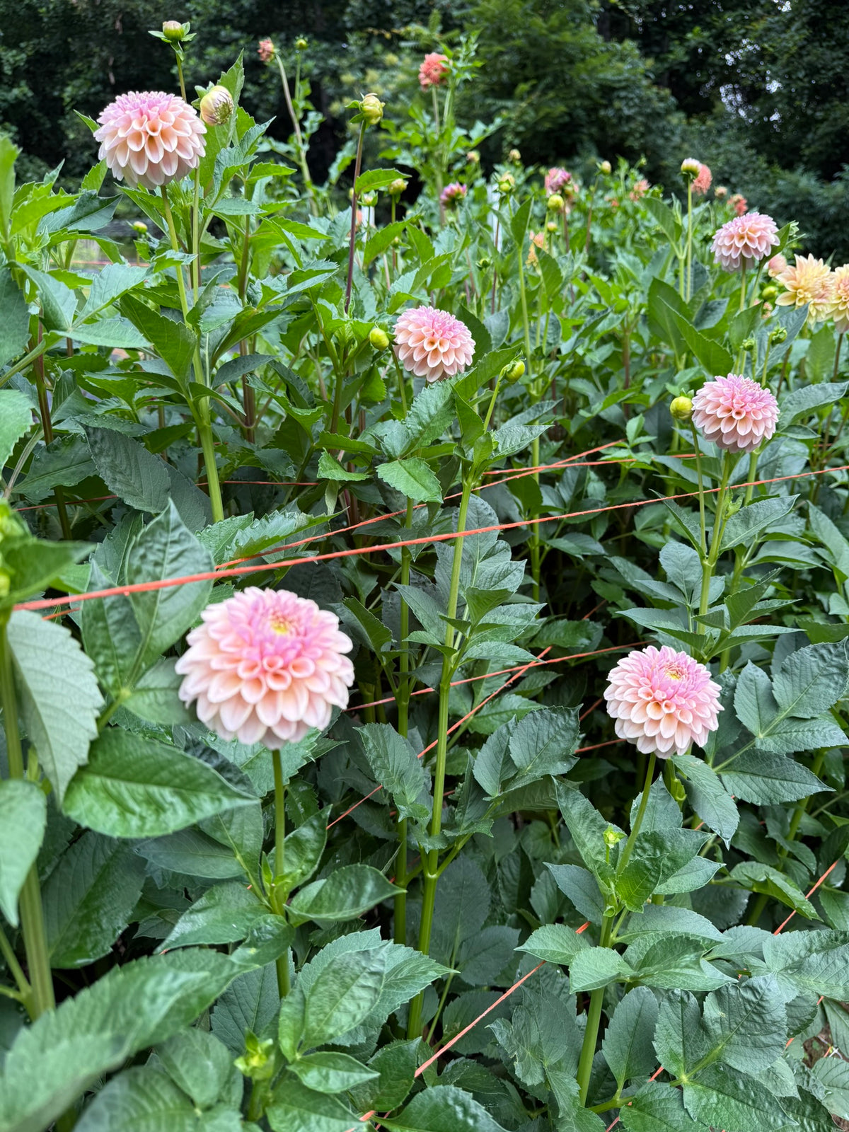 KA's™ Cinder Rose Dahlia Tuber