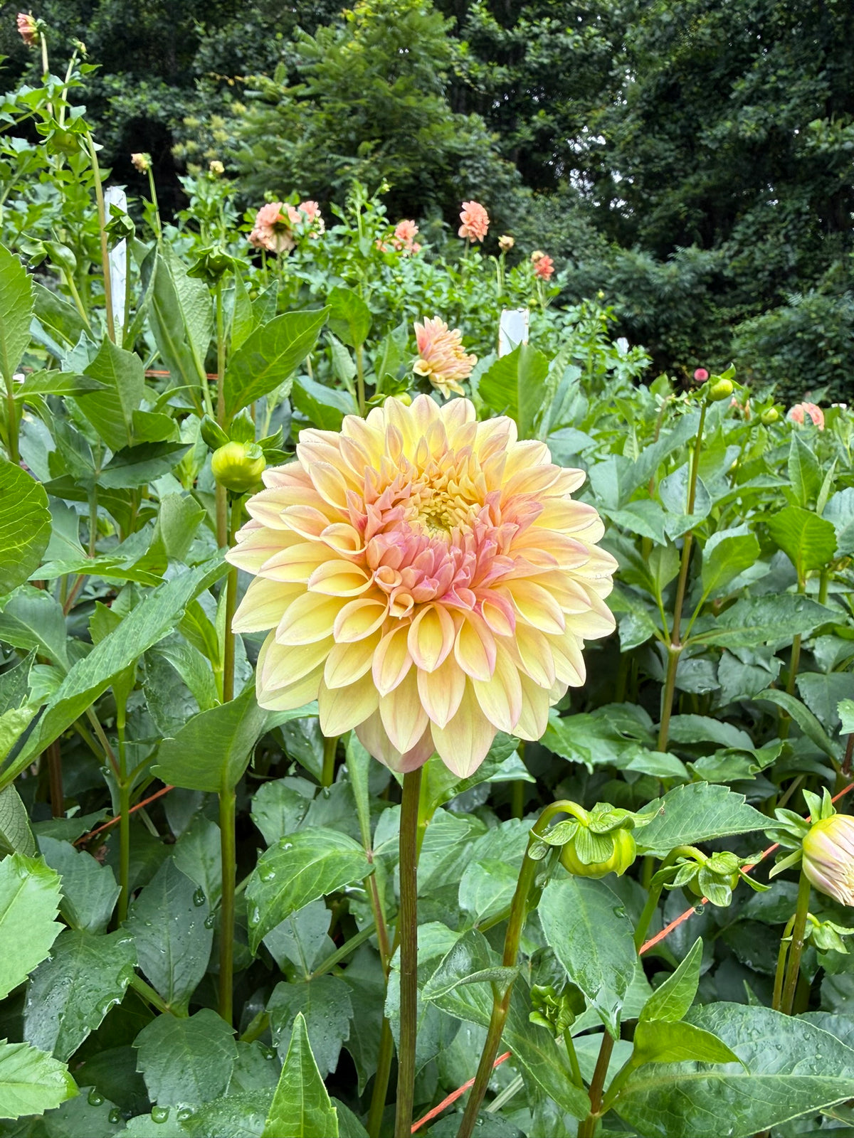 Miss Amara Dahlia Tuber