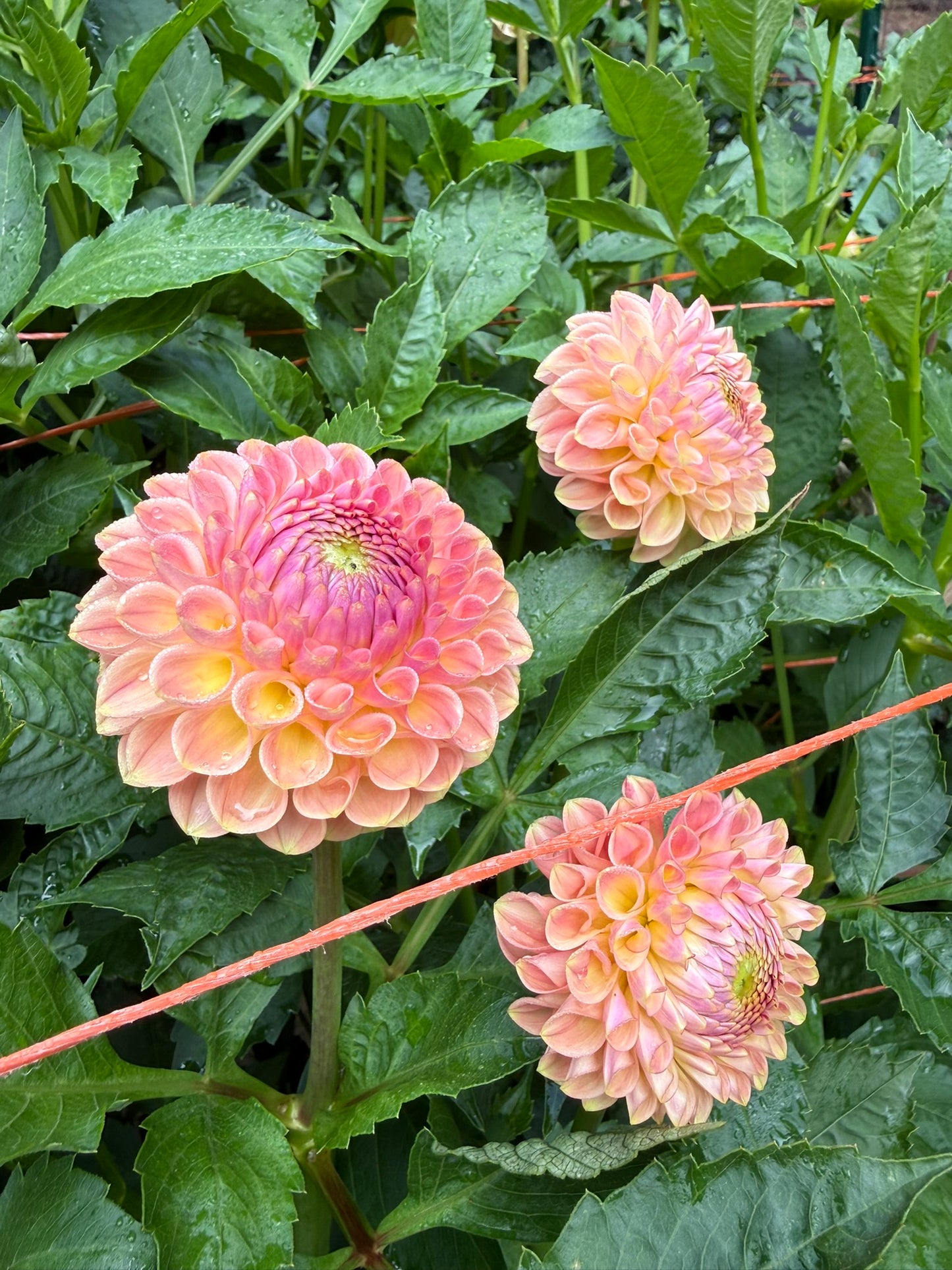 20th Ave Softer Peach Dahlia Tuber