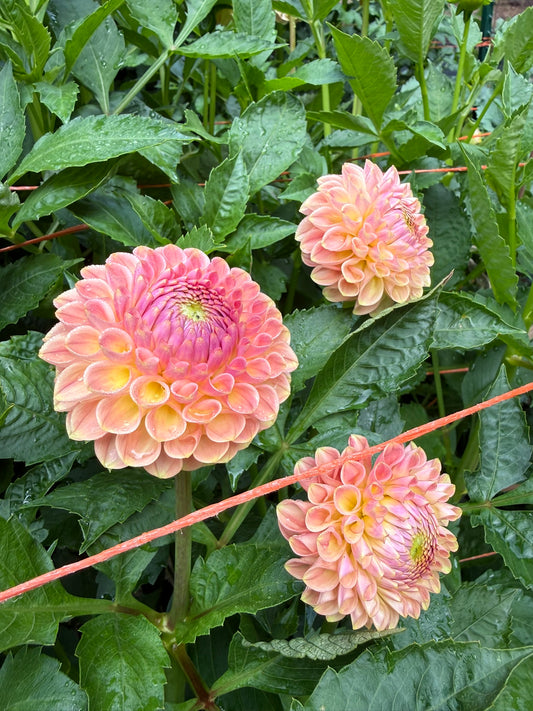 20th Ave Softer Peach Dahlia Tuber