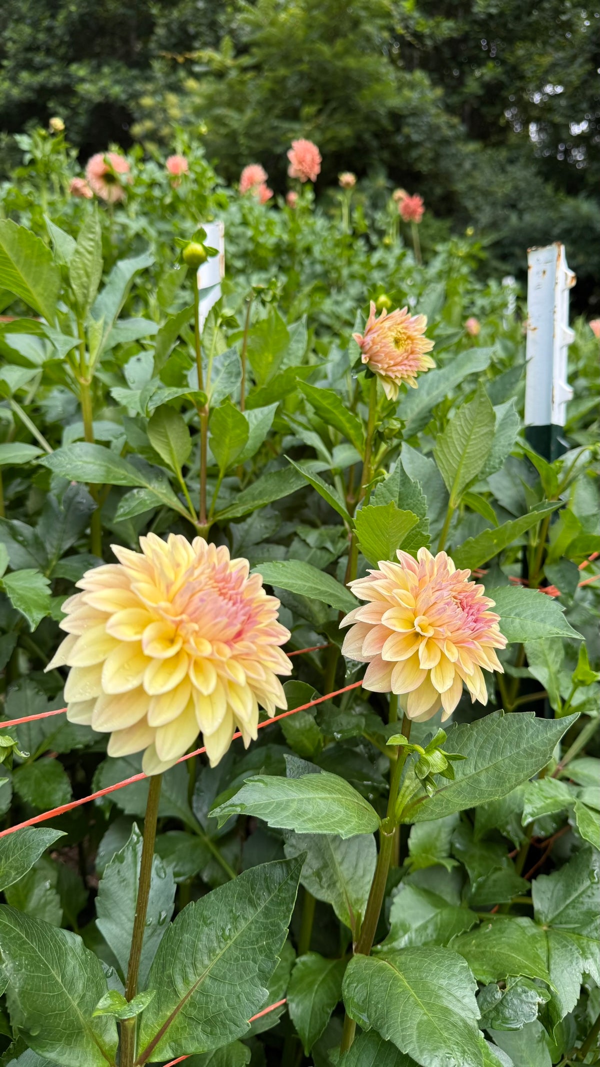 Miss Amara Dahlia Tuber