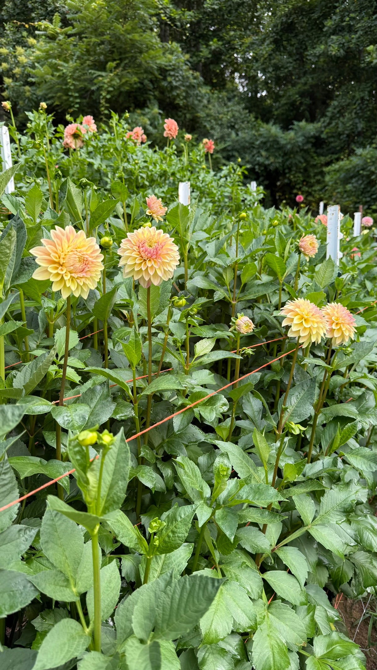 Miss Amara Dahlia Tuber
