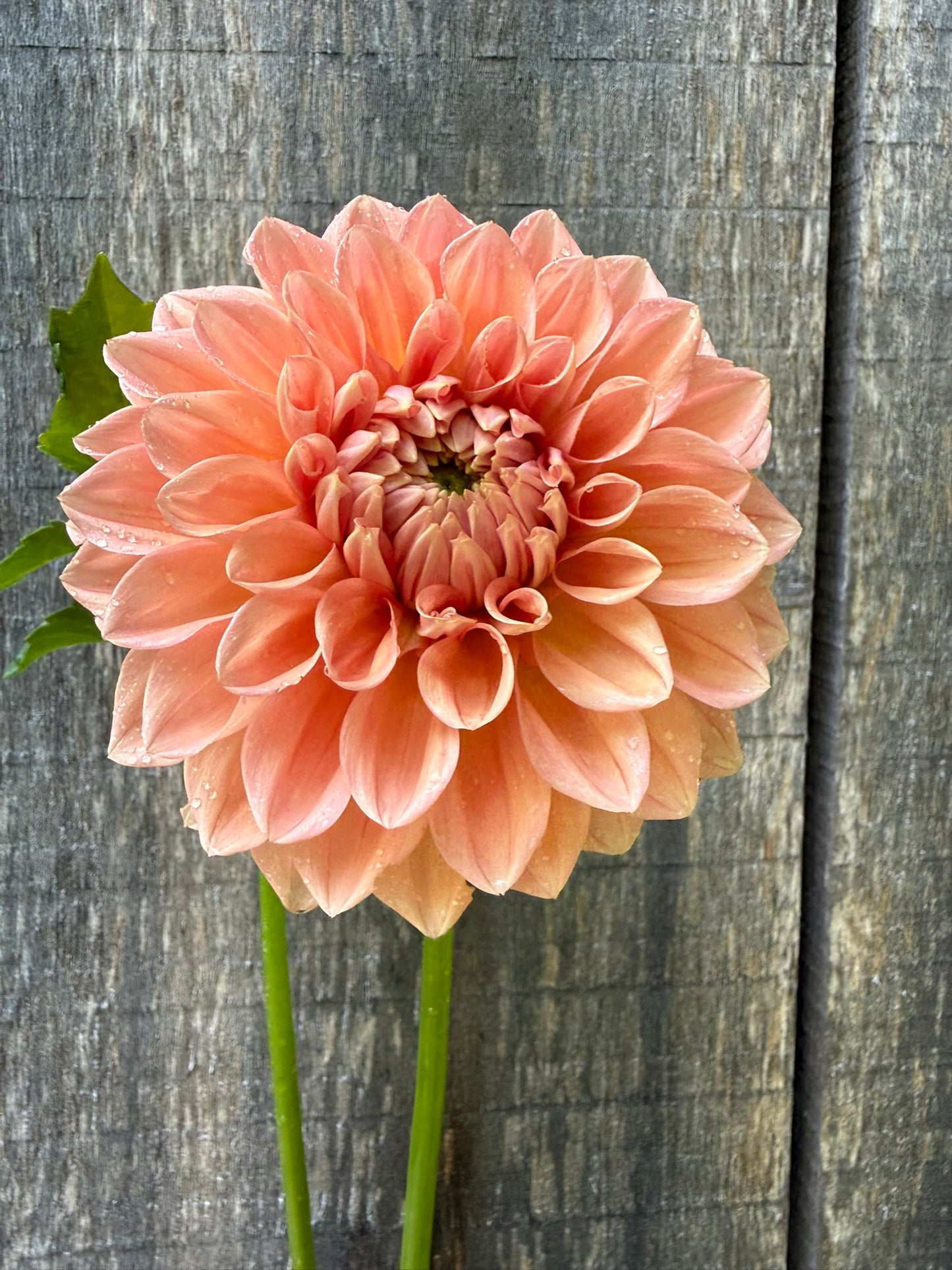 Lakeview Lady Dahlia Tuber