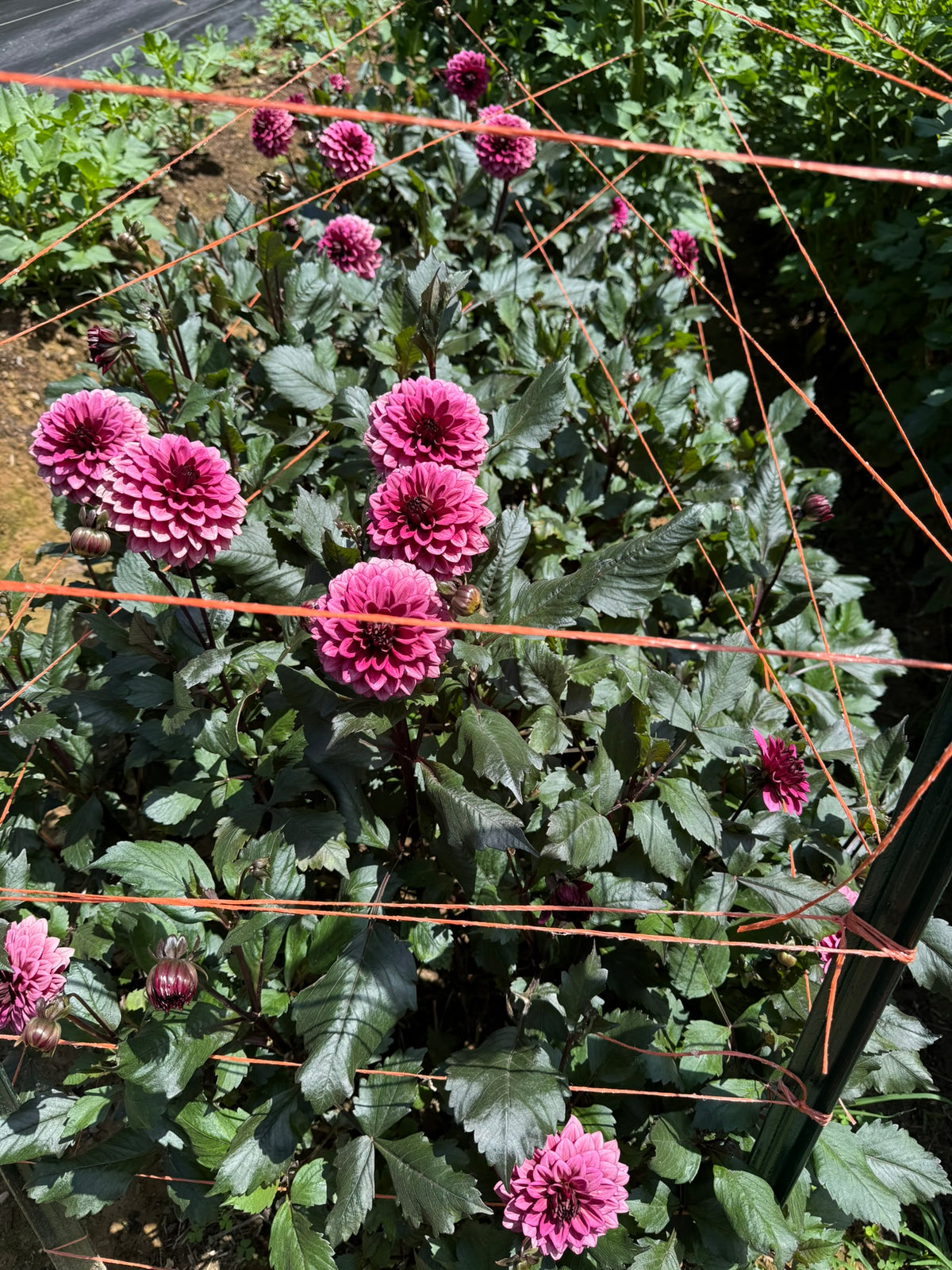 Night Silence Dahlia Tuber
