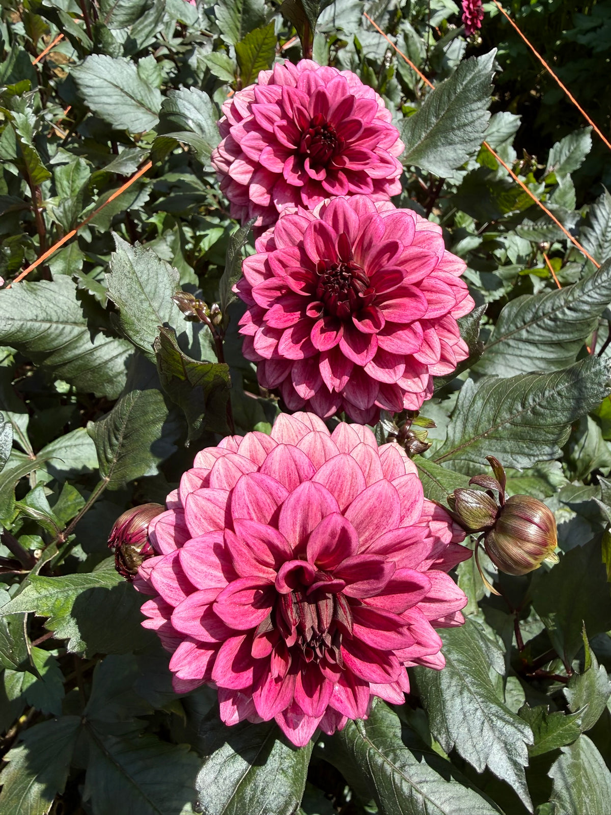 Night Silence Dahlia Tuber