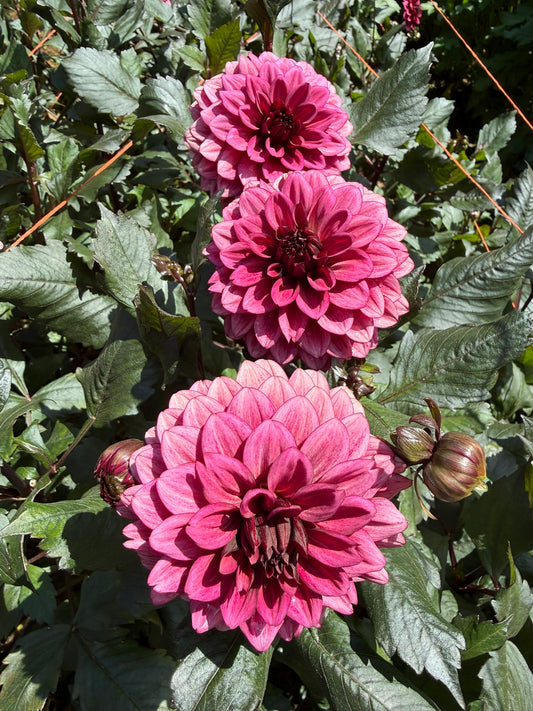 Night Silence Dahlia Tuber