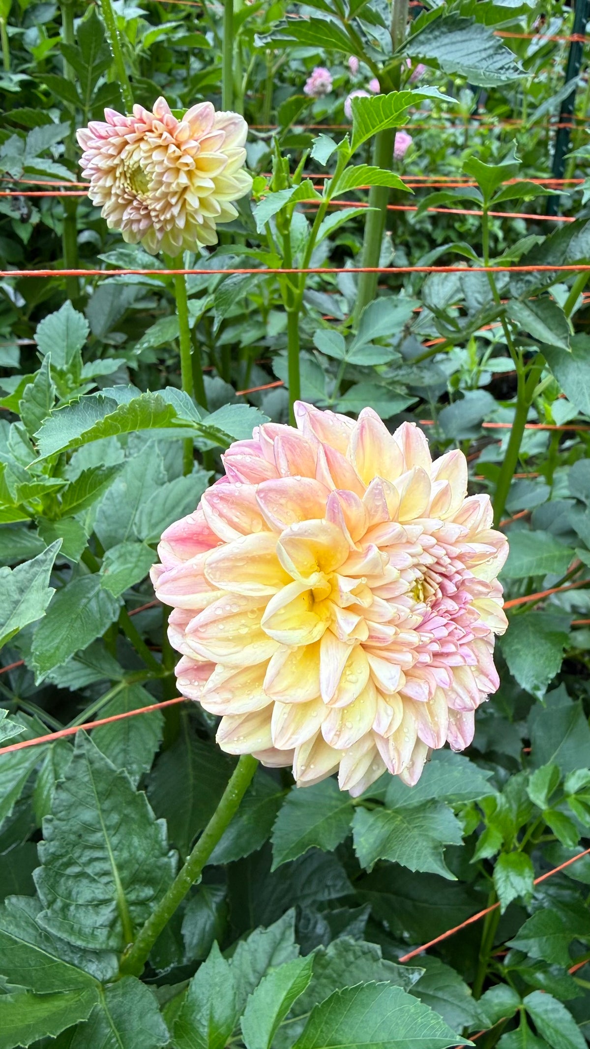 Florelie Harmony Dahlia Tuber