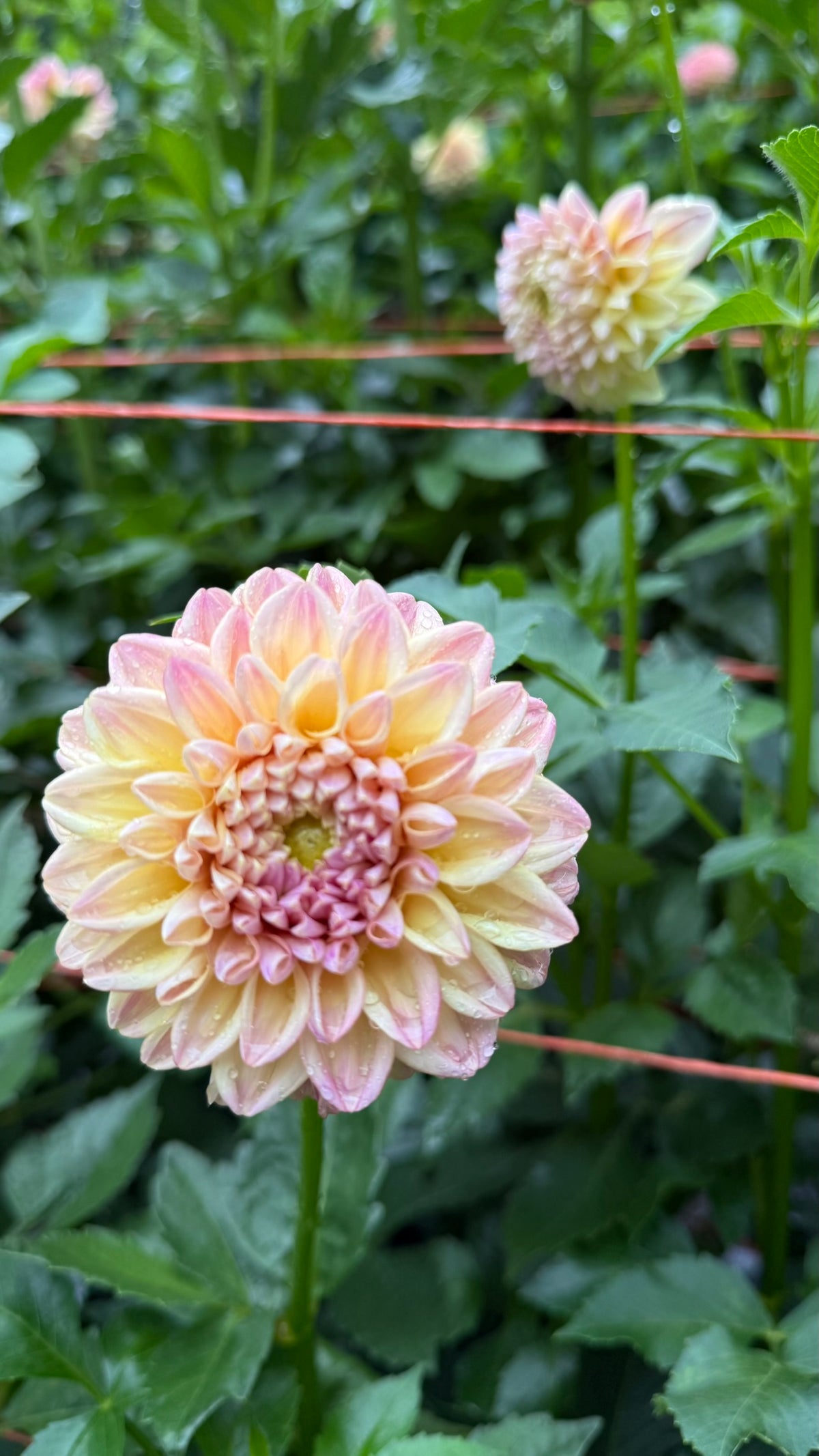 Florelie Harmony Dahlia Tuber