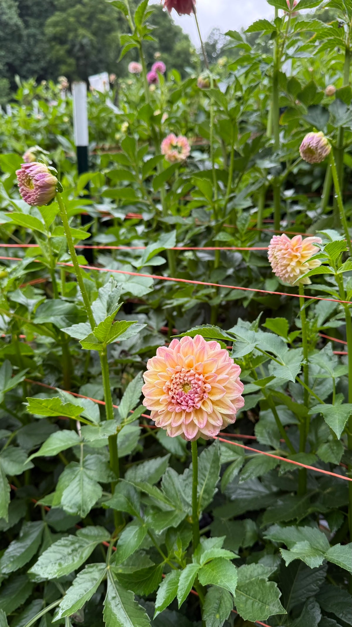 Florelie Harmony Dahlia Tuber