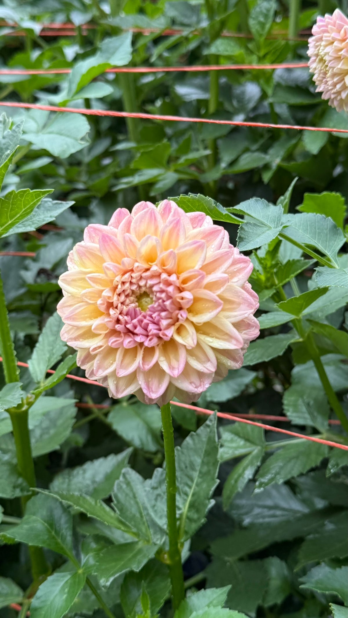 Florelie Harmony Dahlia Tuber