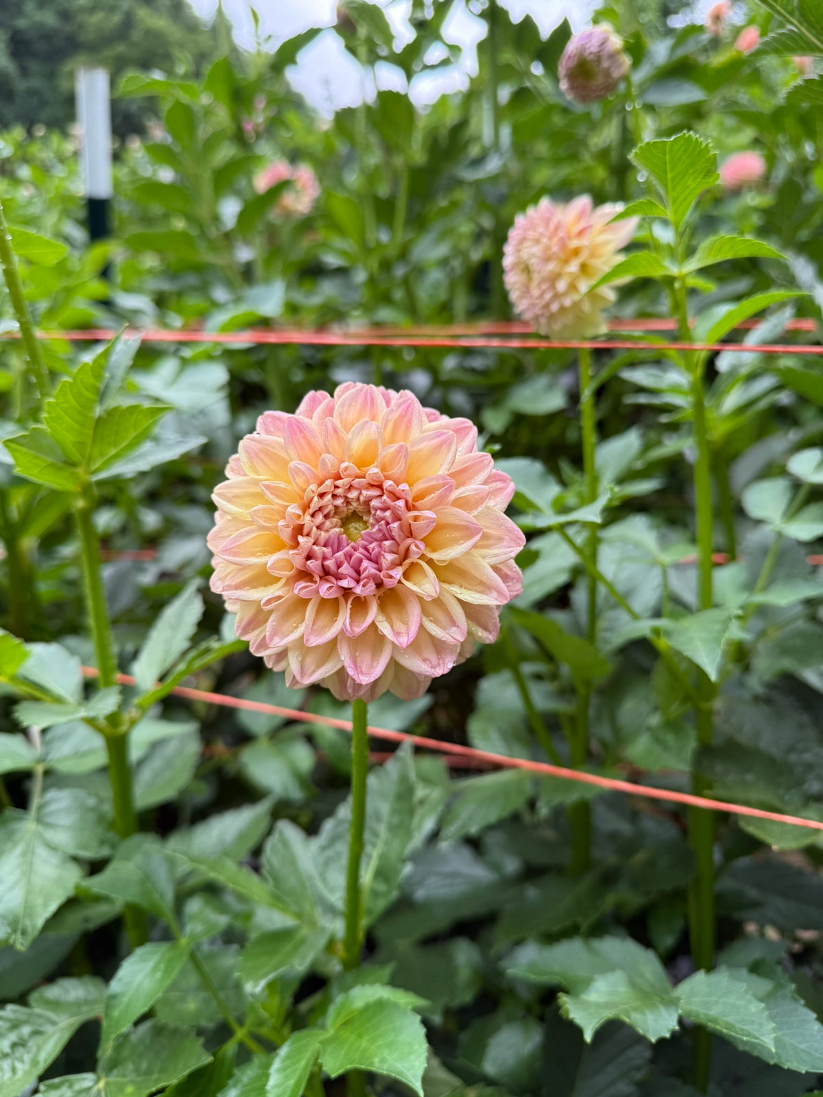 Florelie Harmony Dahlia Tuber