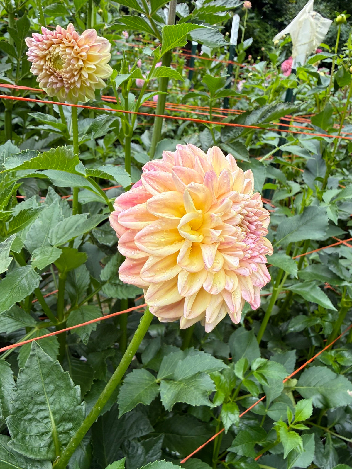Florelie Harmony Dahlia Tuber