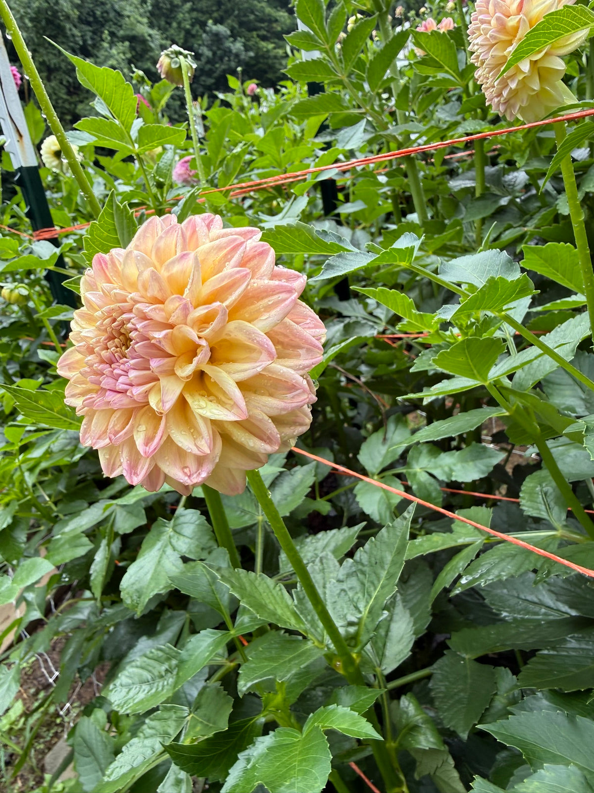 Florelie Harmony Dahlia Tuber