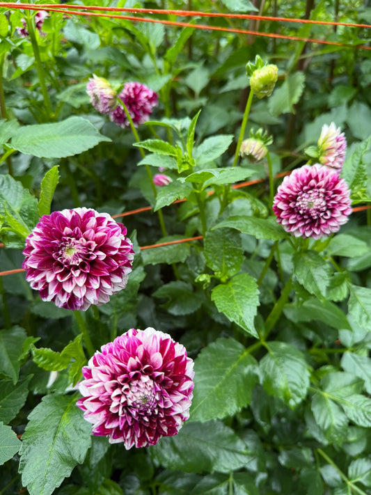 Bloomquist Fairytale Dahlia Tuber