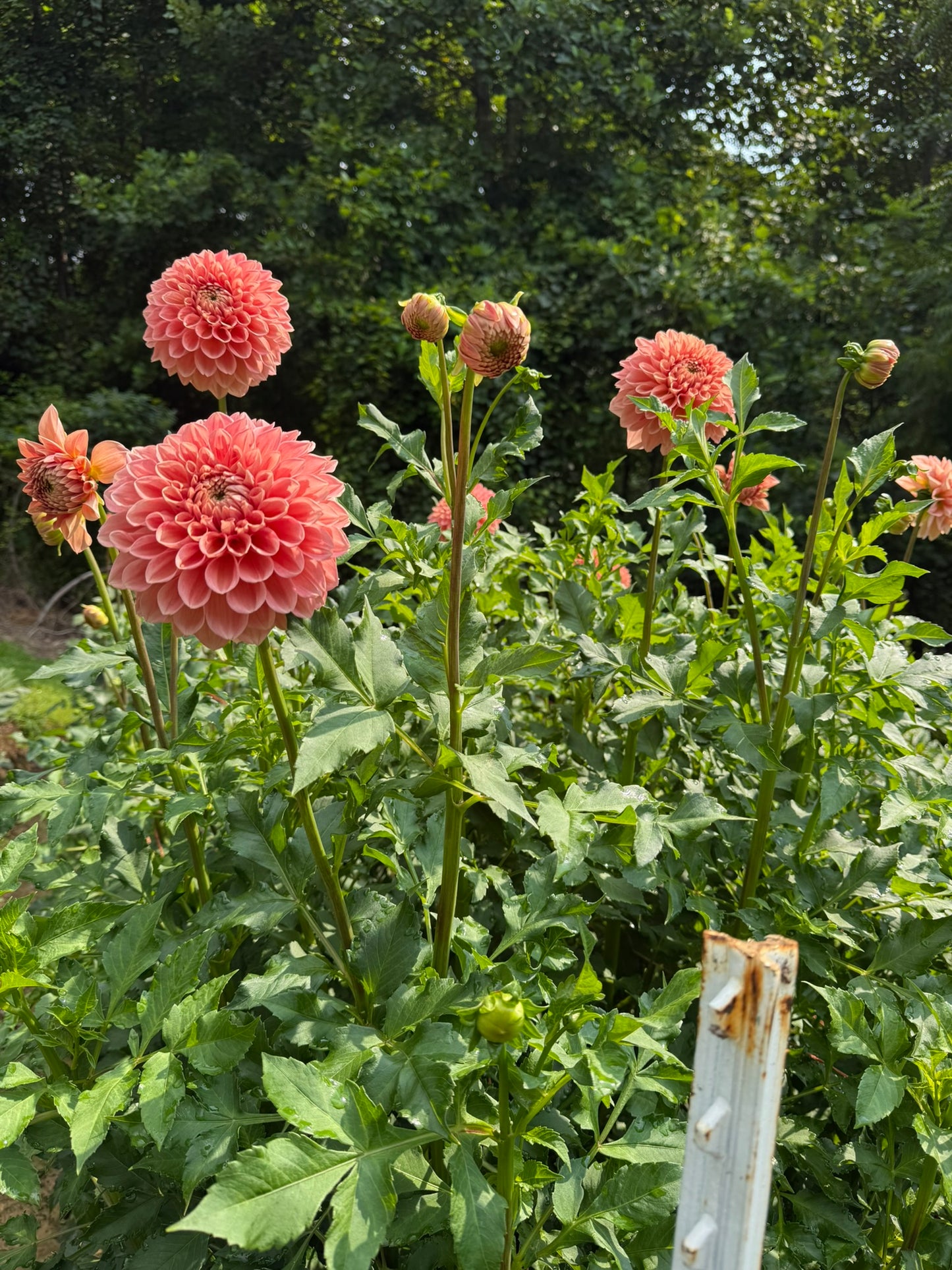 Lakeview Lady Dahlia Tuber