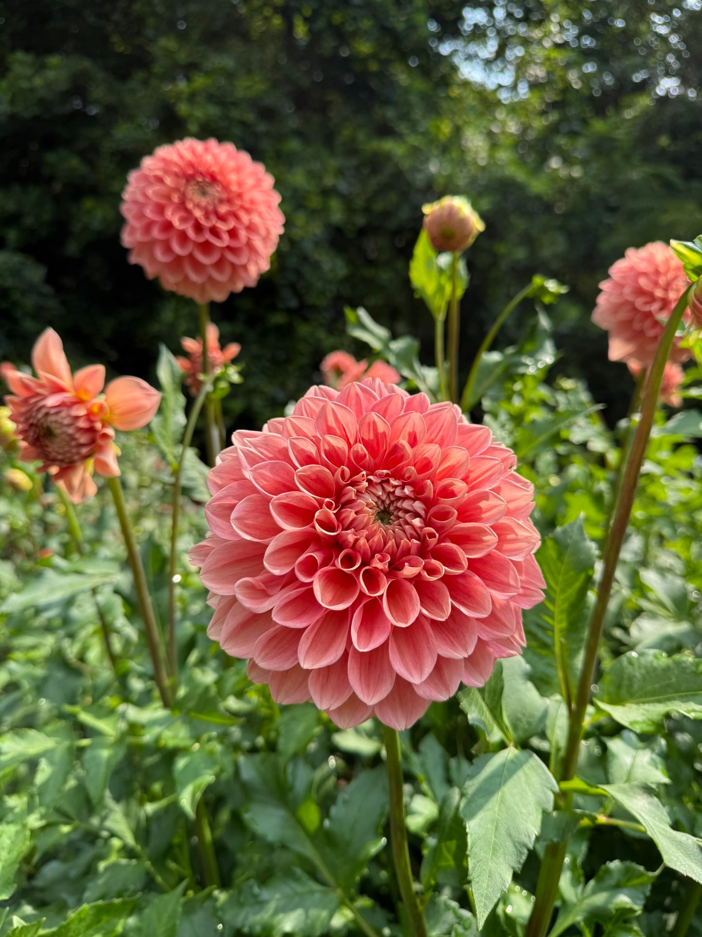 Lakeview Lady Dahlia Tuber
