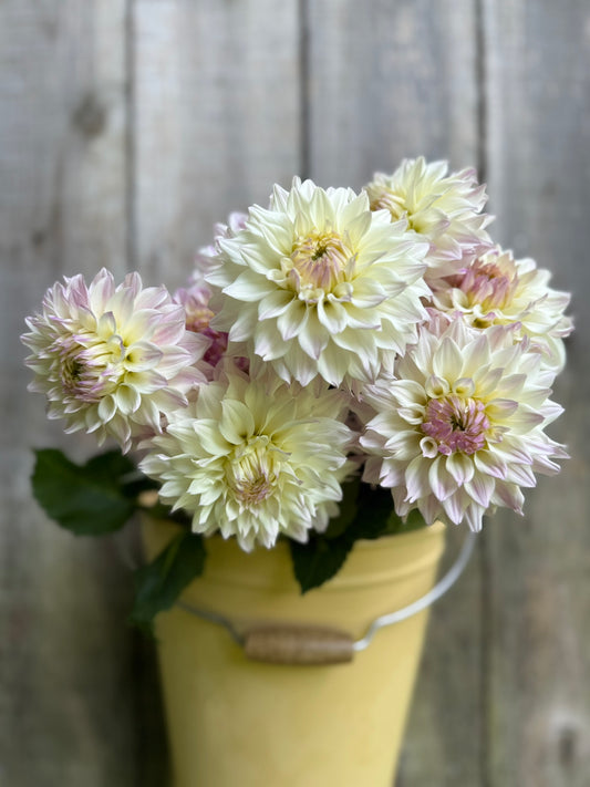 Bloomquist Compare Dahlia Tuber
