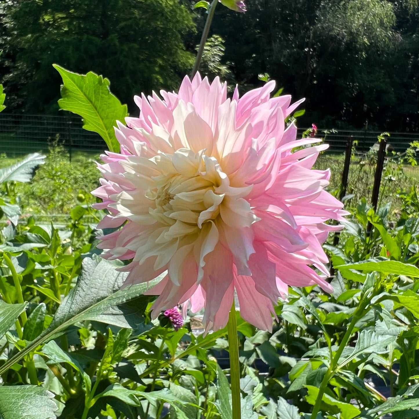 Chilson's Pride Dahlia Tuber