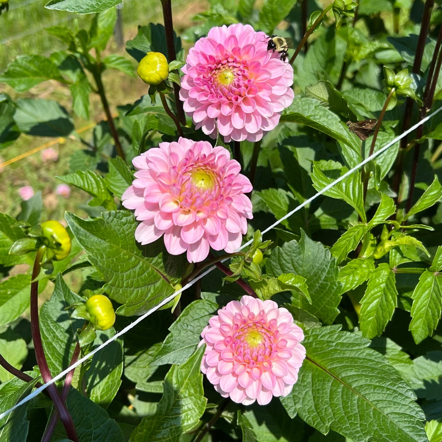 Wizard of Oz Dahlia Tuber