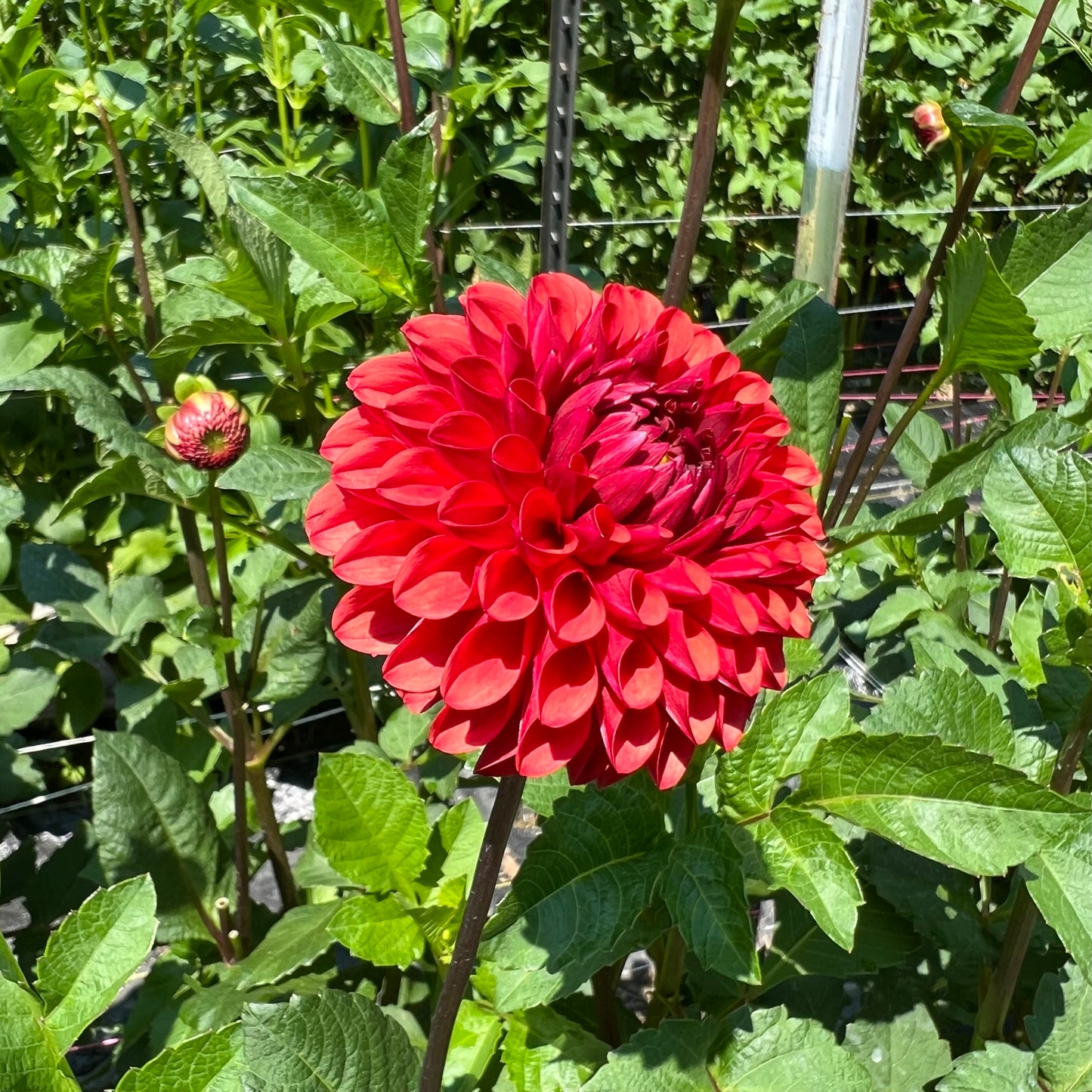 Brown Sugar Dahlia Tuber