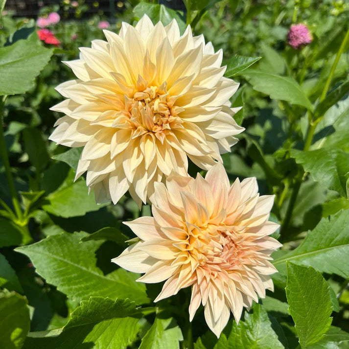 Cafe Au Lait Mystery Dahlia Tuber
