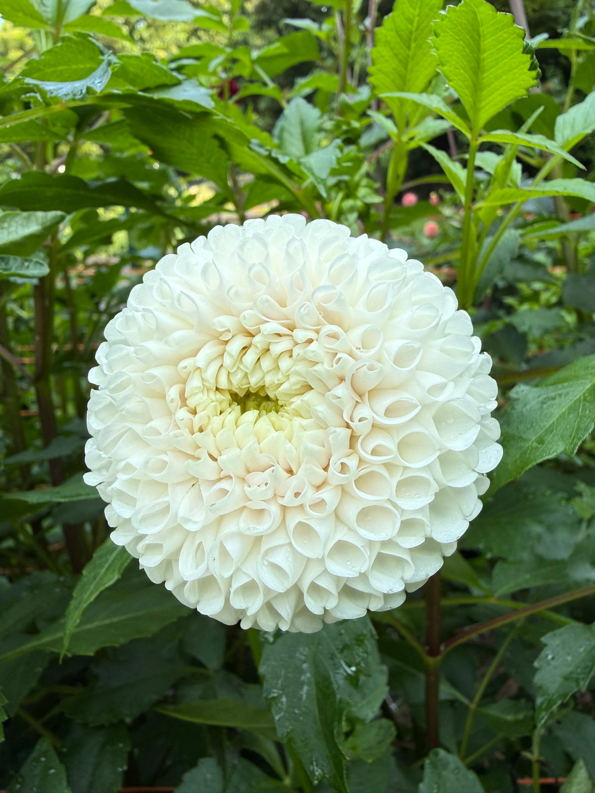 Ms Beth Dahlia Tuber