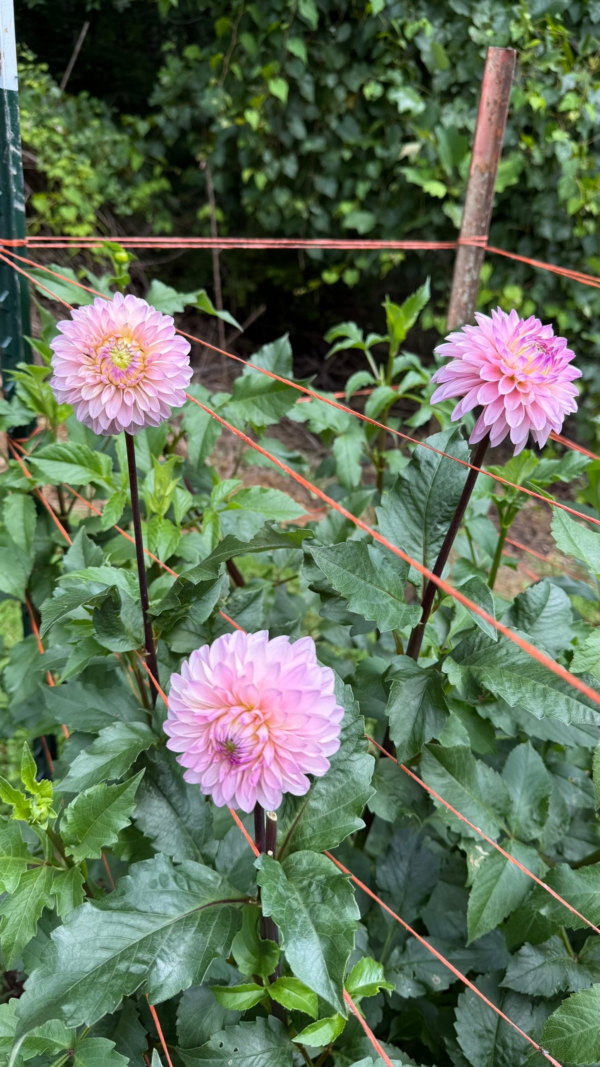 RM Aurora Dahlia Tuber