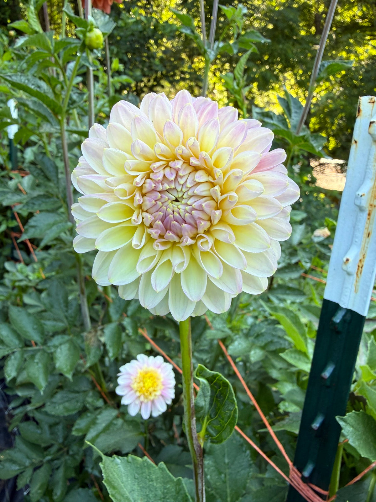 Arnside Rose Dahlia Tuber