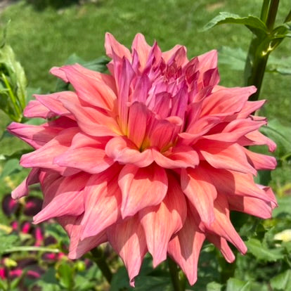 Belle of Barmera Dahlia Tuber