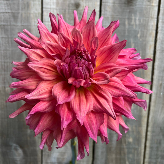 Belle of Barmera Dahlia Tuber