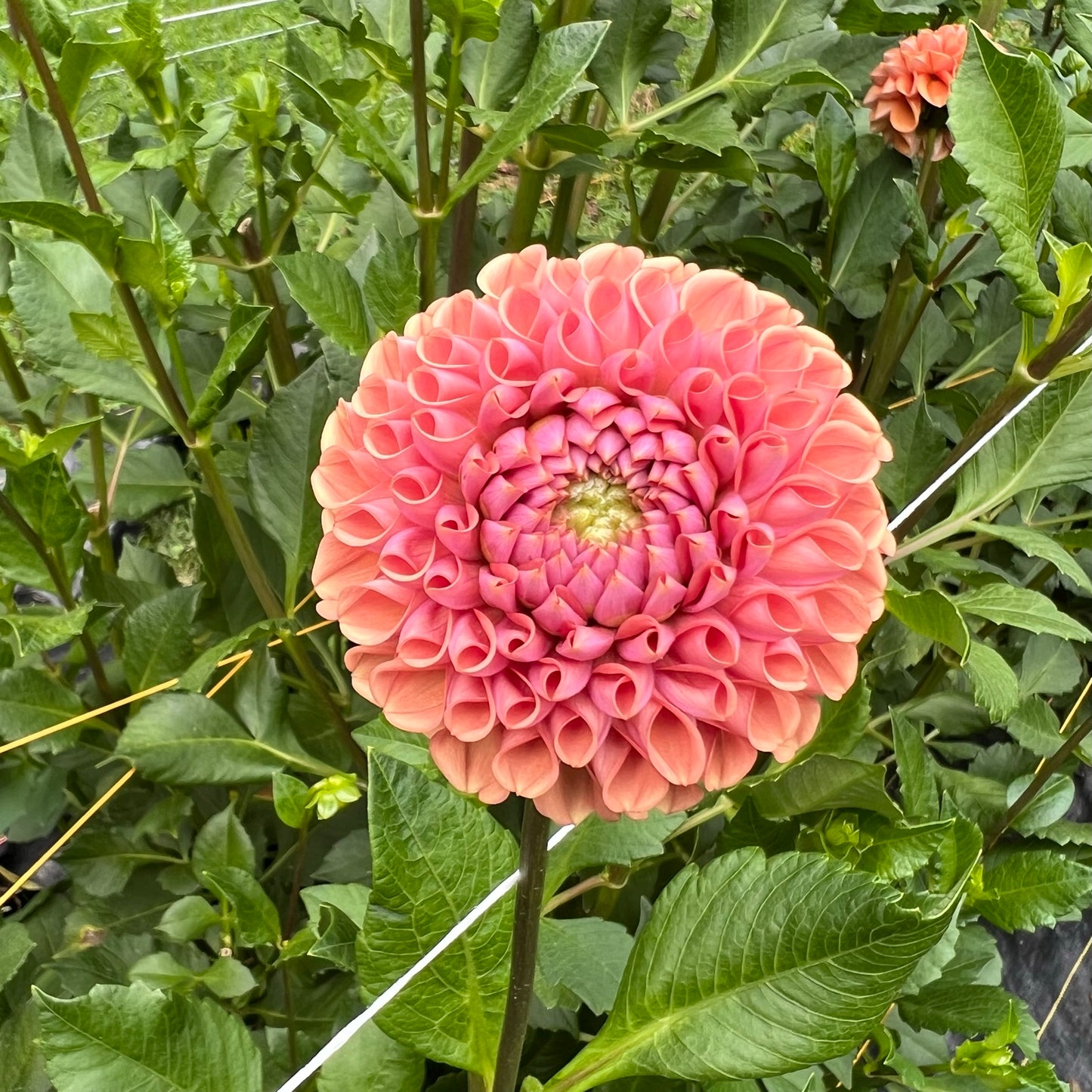 Cornel Bronze Dahlia Tuber