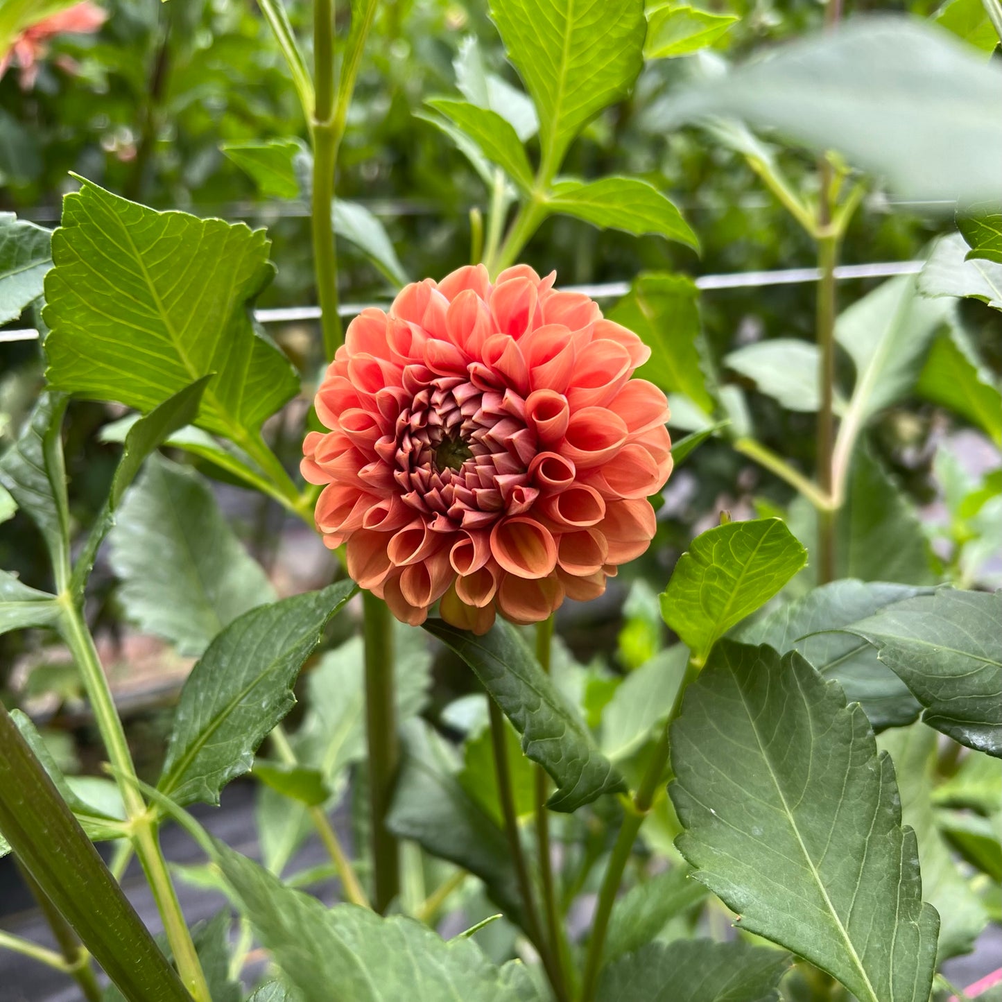 Cornel Bronze Dahlia Tuber