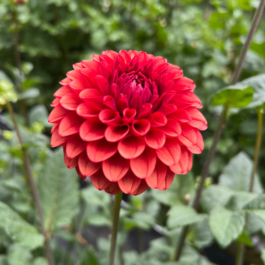 Brown Sugar Dahlia Tuber