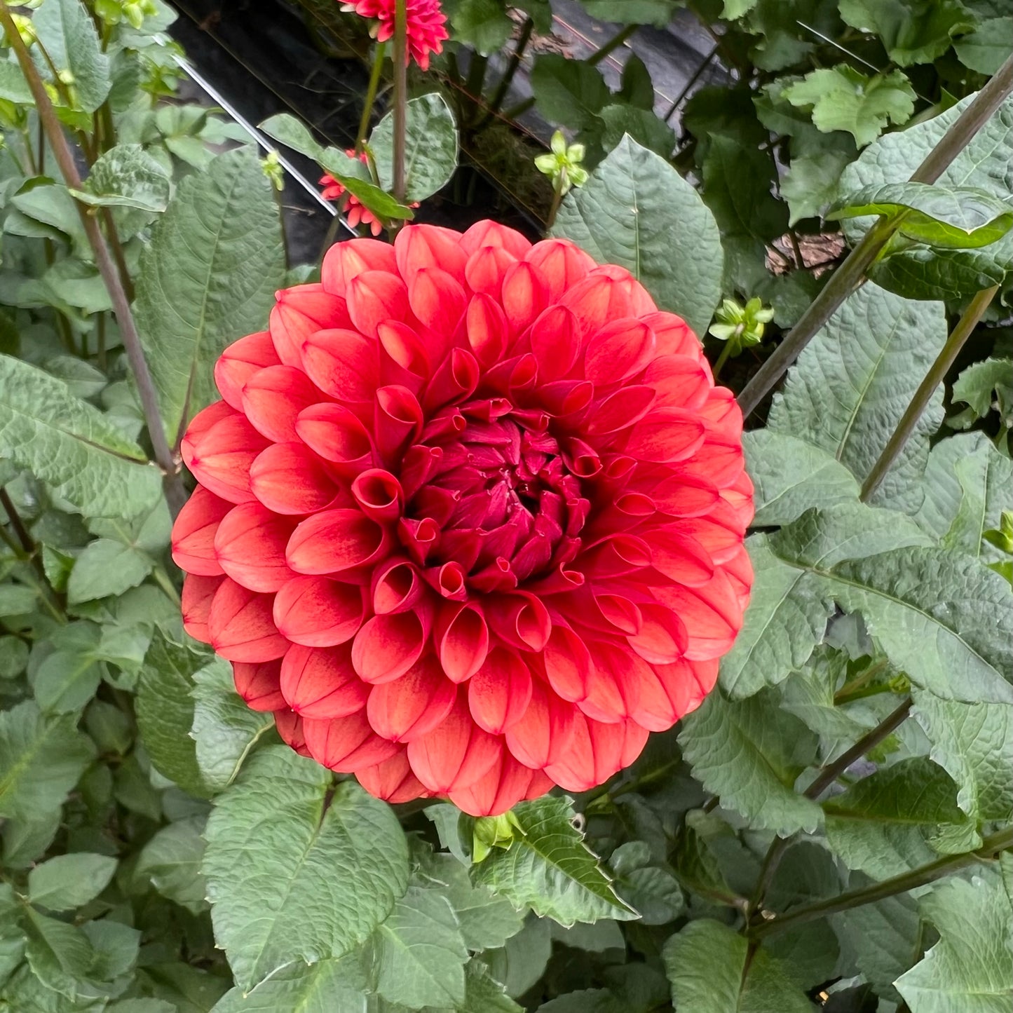 Brown Sugar Dahlia Tuber