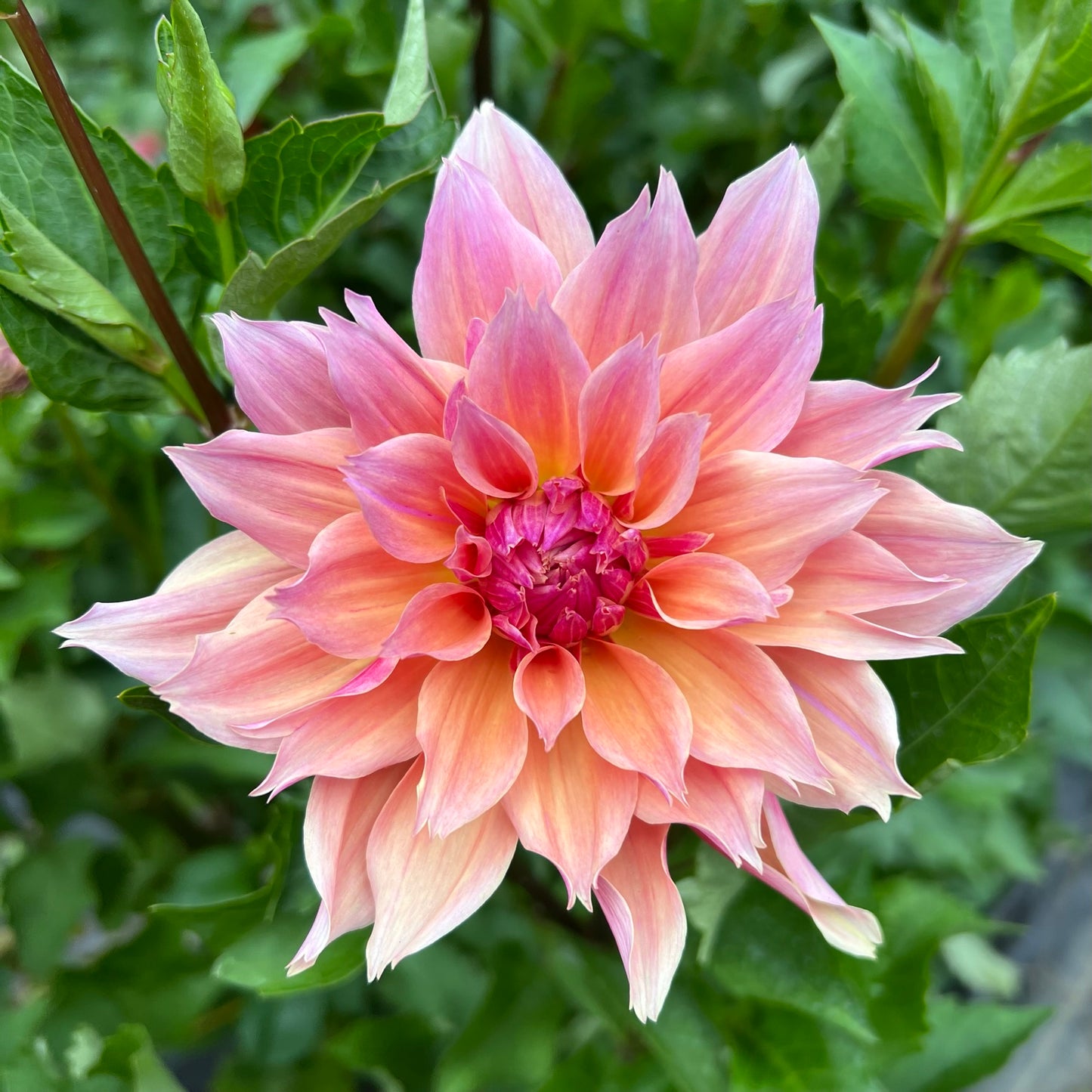 Labyrinth Dahlia Tuber