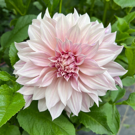 Cafe Au Lait Dahlia Tuber