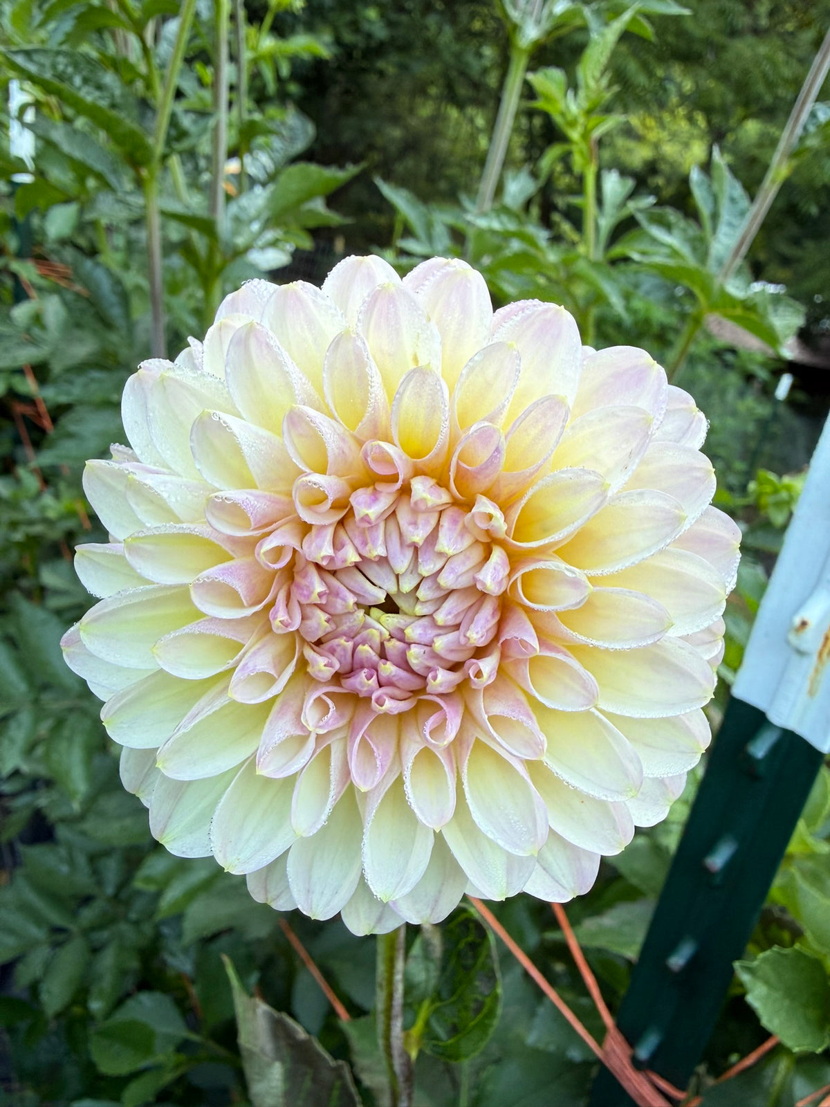 Arnside Rose Dahlia Tuber