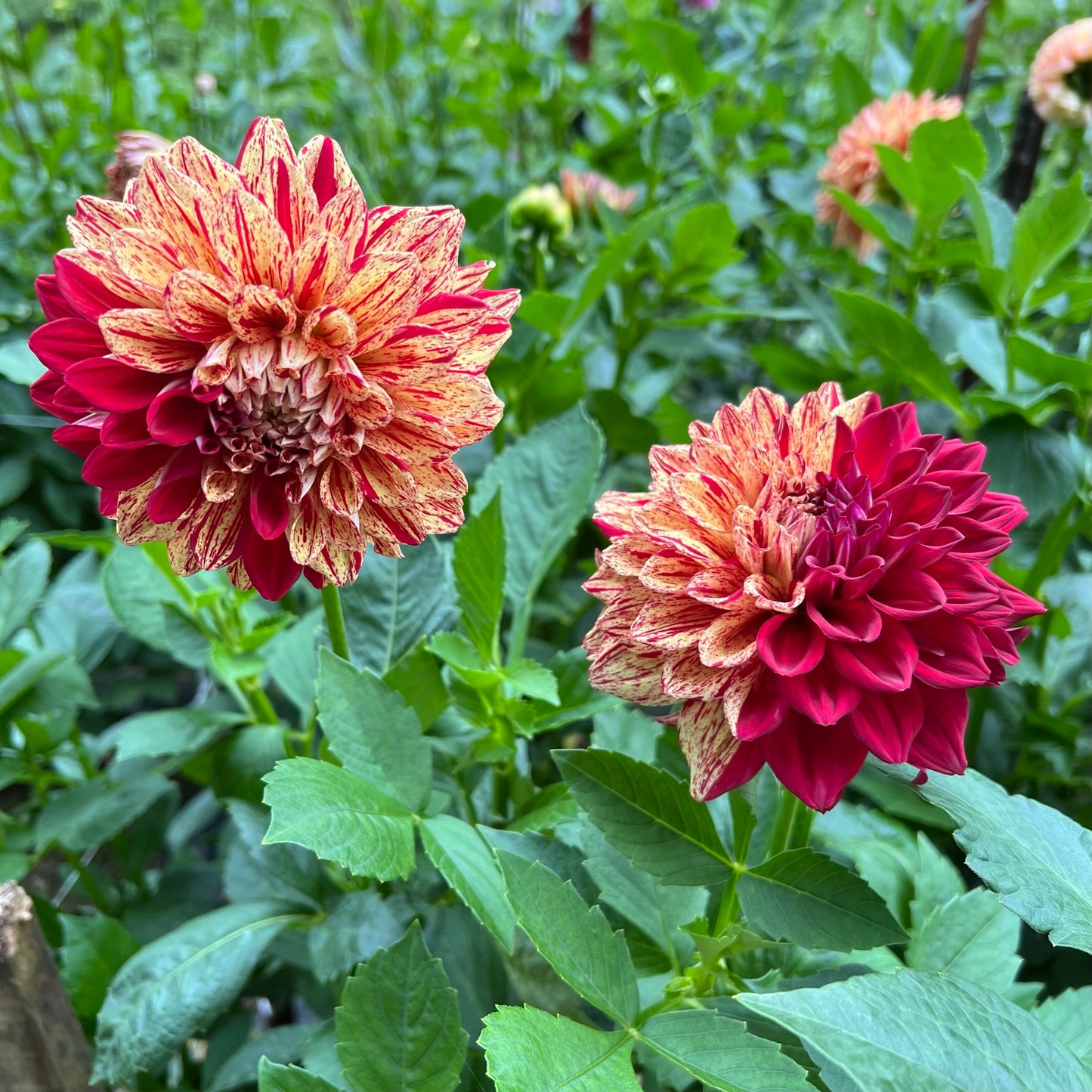 Gloriosa Dahlia Tuber