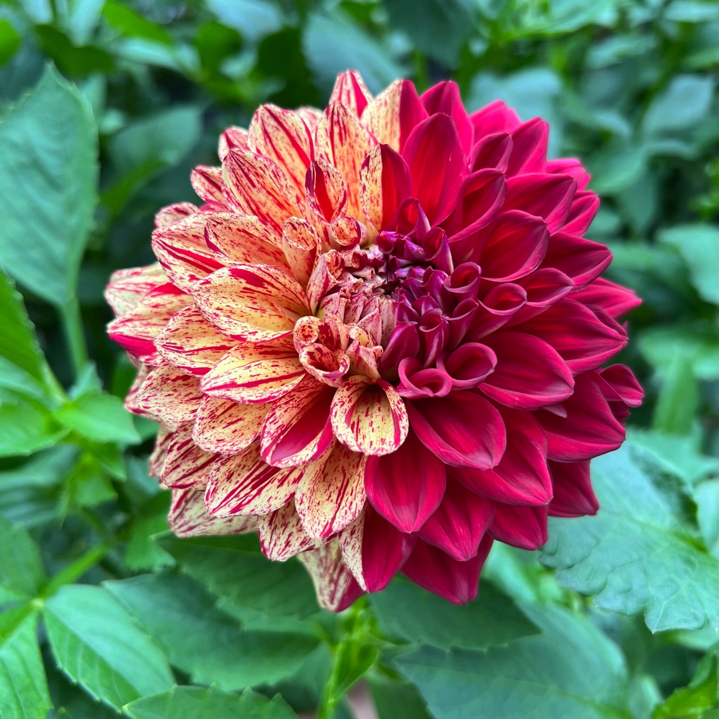 Gloriosa Dahlia Tuber