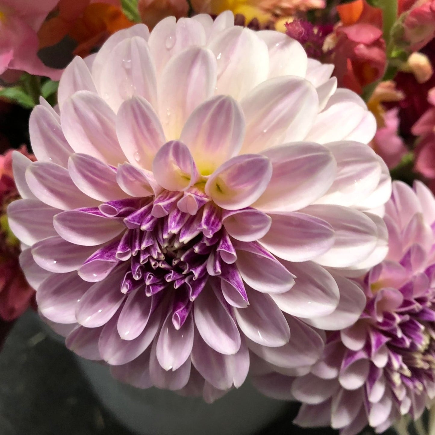 Salish Twilight Girl Dahlia Tuber