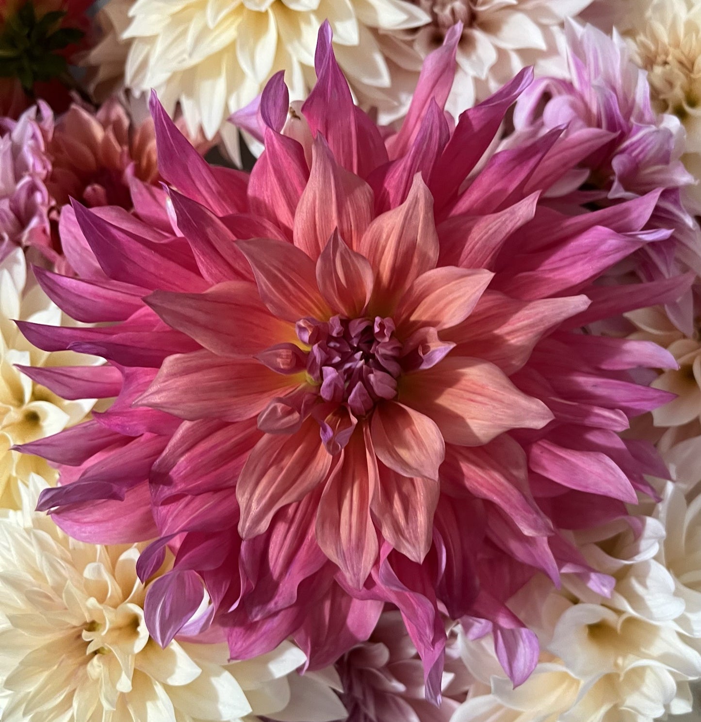 Belle of Barmera Dahlia Tuber