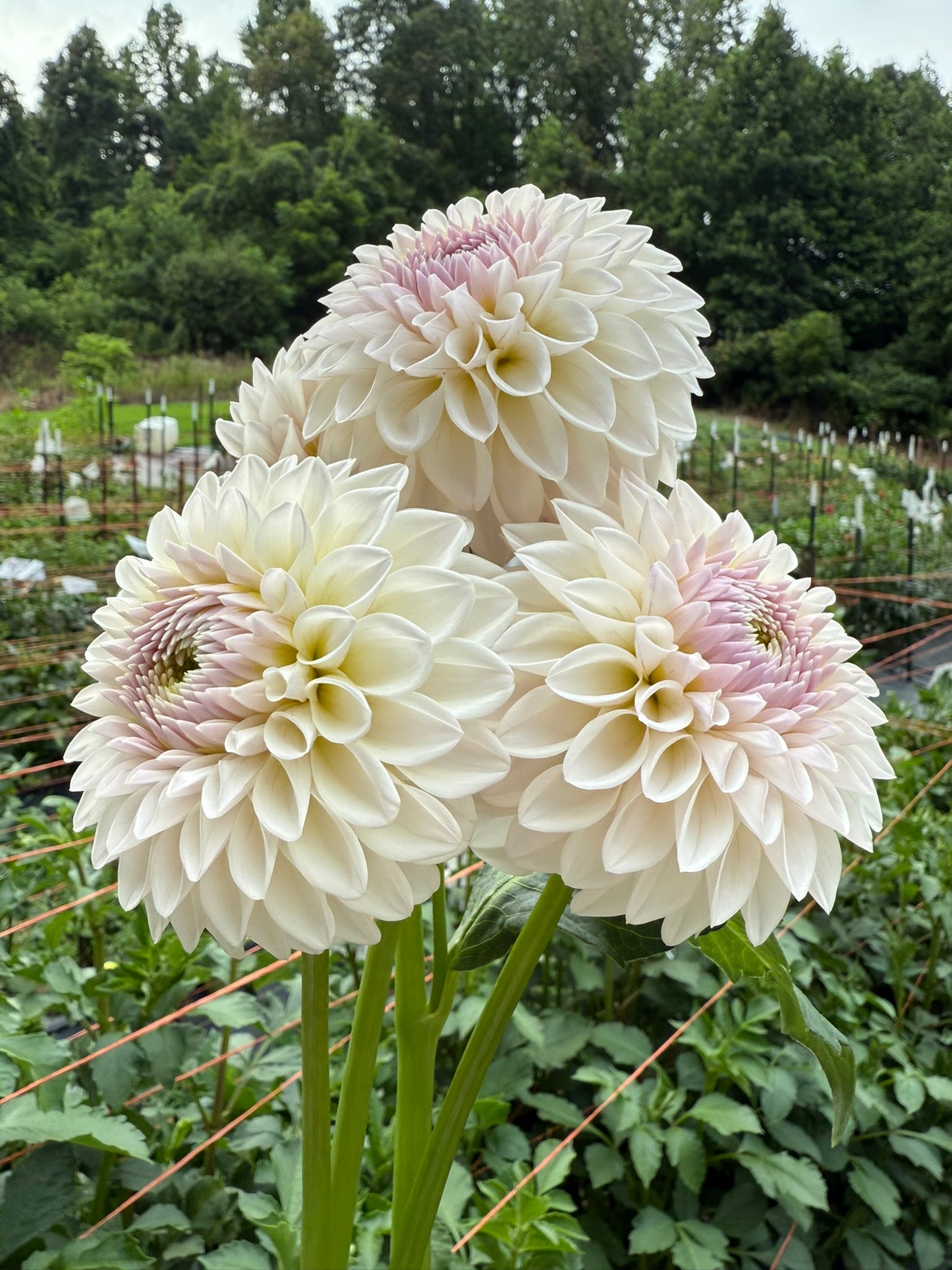 Bloomquist Tory P Dahlia Tuber