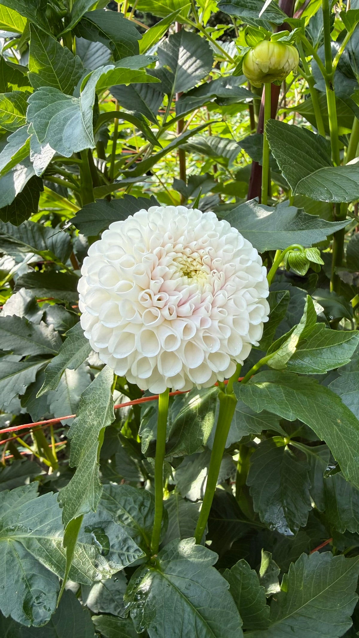 Ms Beth Dahlia Tuber
