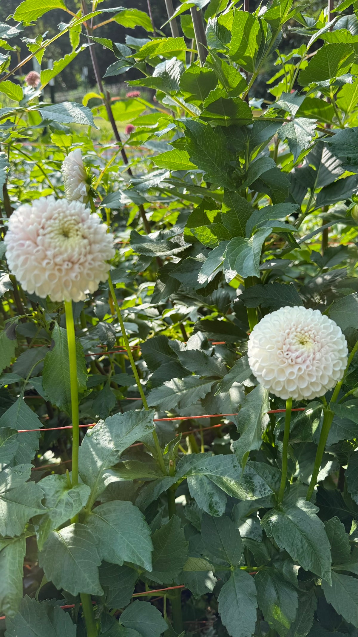 Ms Beth Dahlia Tuber