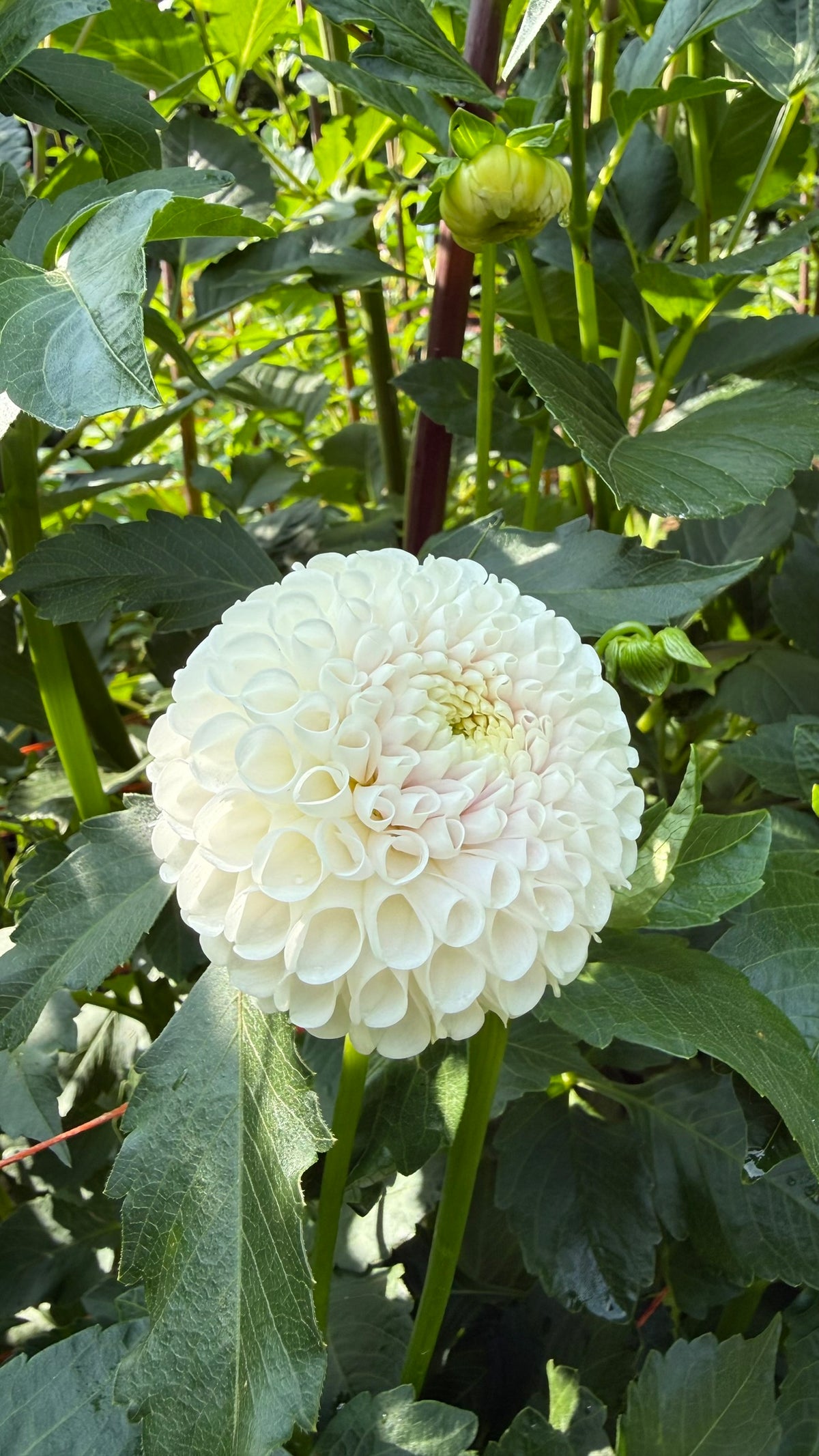 Ms Beth Dahlia Tuber