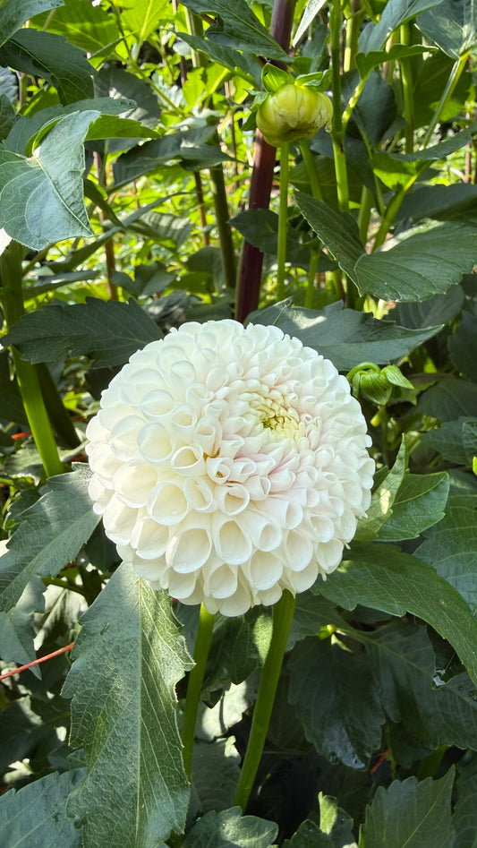 Ms Beth Dahlia Tuber