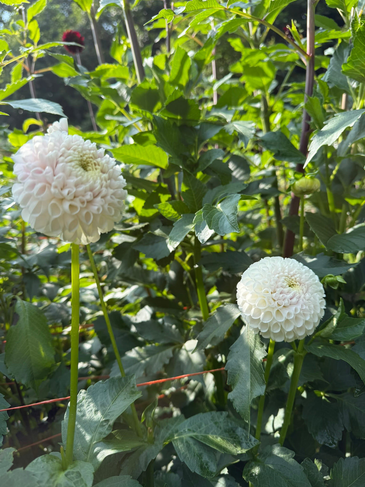 Ms Beth Dahlia Tuber