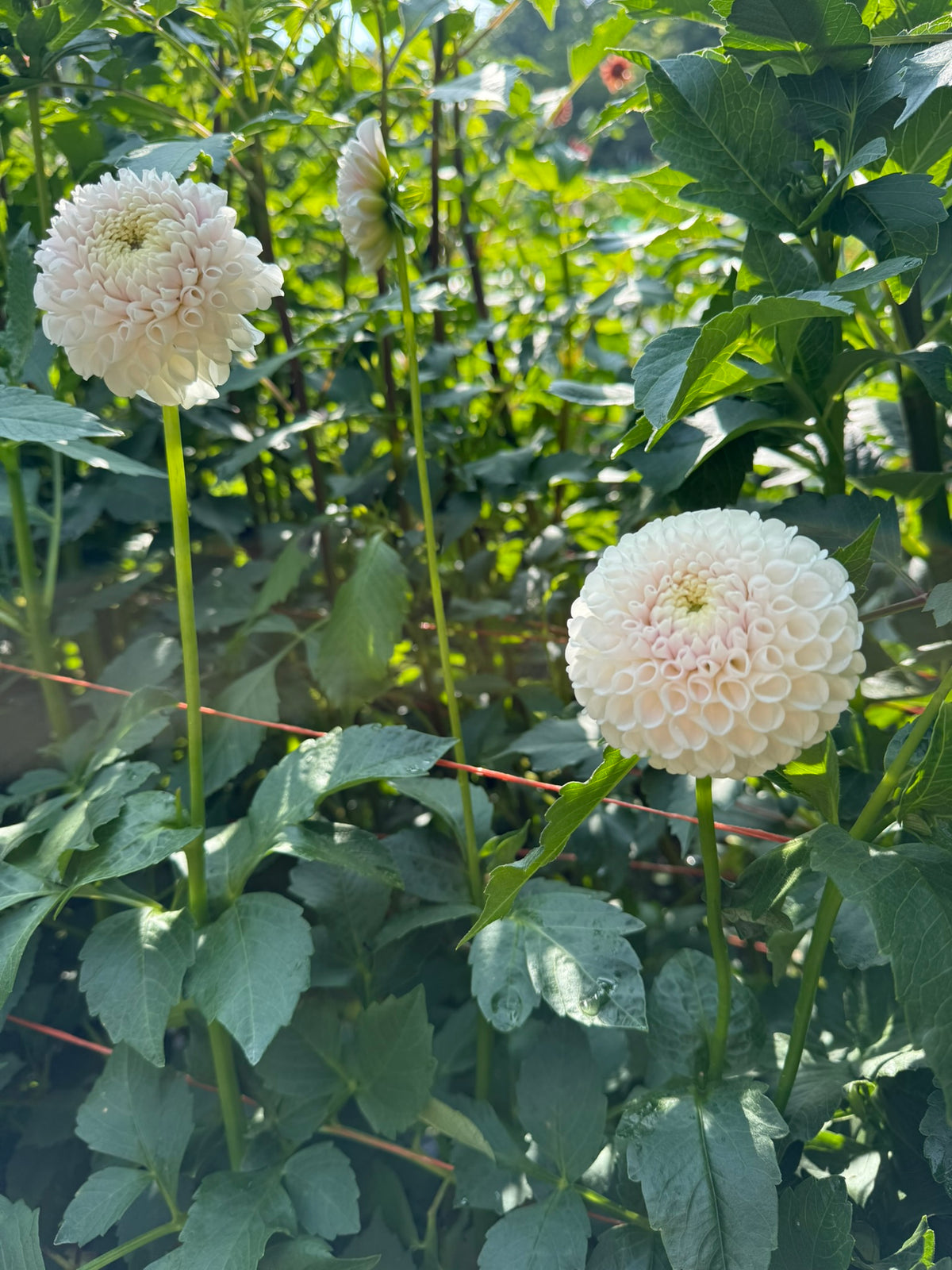 Ms Beth Dahlia Tuber