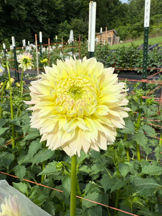 Elks Tennley Rose Dahlia Tuber